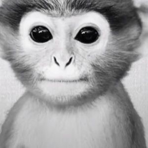 Meet your Posher, Iris